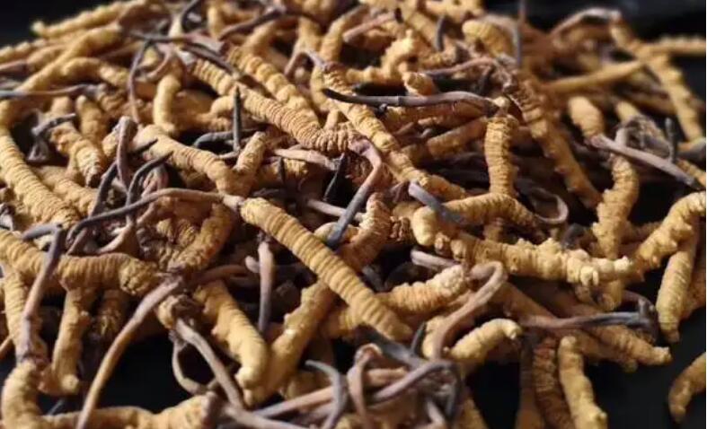 新鮮冬蟲夏草怎么保存，鮮草怎么吃？