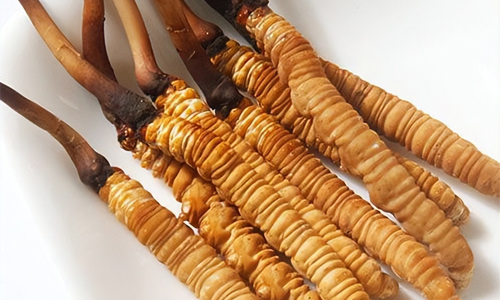 冬蟲夏草的吃法，冬蟲夏草的家常做法