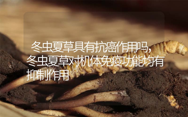 冬蟲夏草具有抗癌作用嗎，冬蟲夏草對機體免疫功能均有抑制作用
