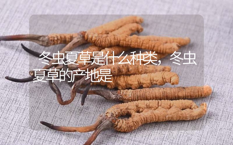 冬蟲夏草是什么種類，冬蟲夏草的產(chǎn)地是
