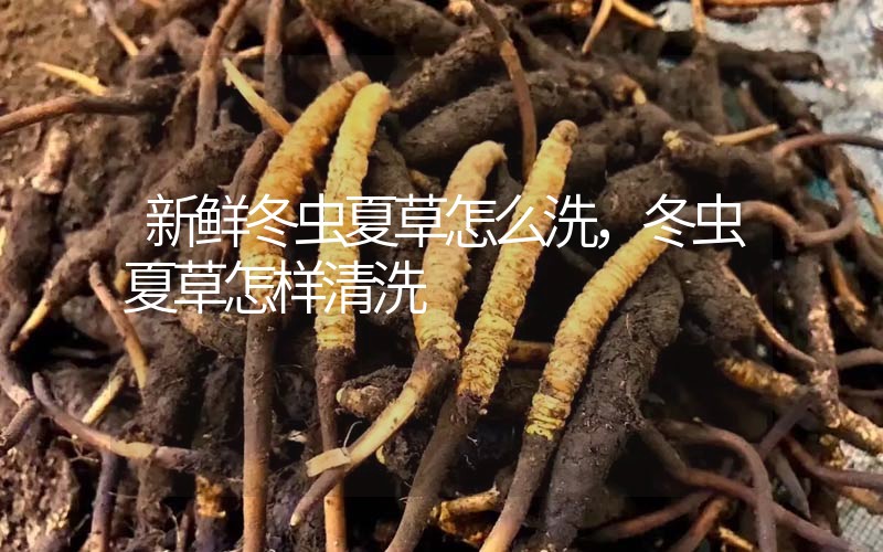 新鮮冬蟲夏草怎么洗，冬蟲夏草怎樣清洗