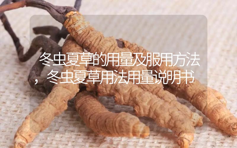 冬蟲夏草的用量及服用方法，冬蟲夏草用法用量