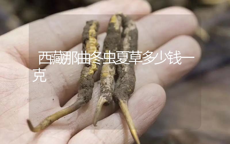西藏那曲冬蟲夏草多少錢一克？