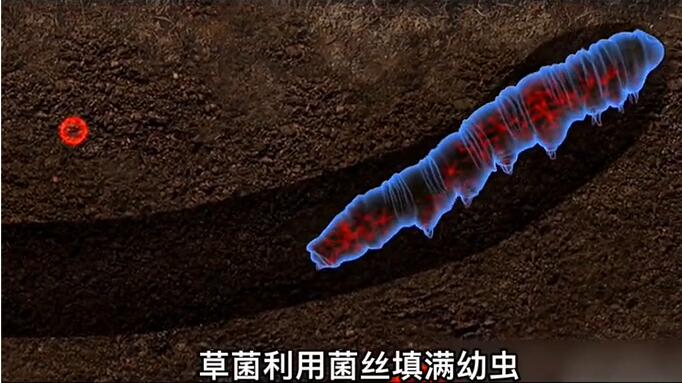 神奇的冬蟲夏草為什么能從蟲子變成草？它到底是怎么形成的呢？