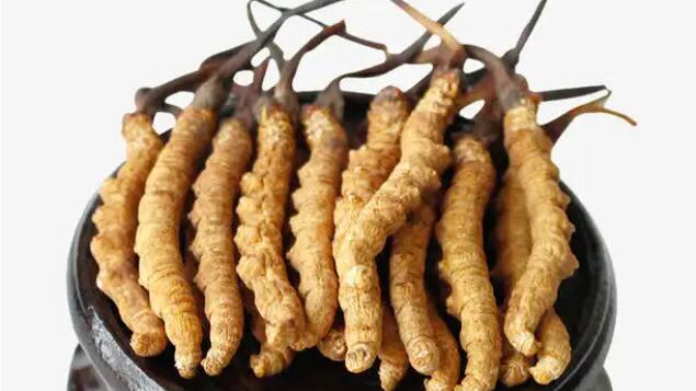 比如縣冬蟲(chóng)夏草