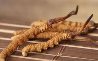 新鮮冬蟲夏草哪里有賣？哪里可以買到新鮮的冬蟲夏草？