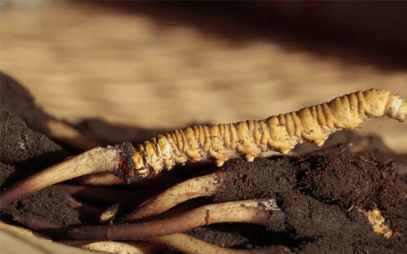 什么是人工冬蟲夏草？人工蟲草和野生蟲草的區(qū)別，如何分辨？