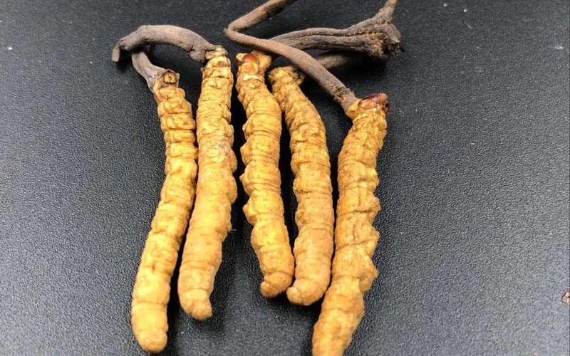 影響冬蟲夏草的價(jià)格因素有哪些？