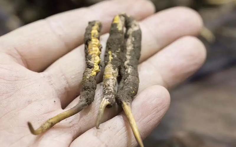 西藏那曲冬蟲夏草批發(fā)價(jià)格?那曲蟲草批發(fā)價(jià)多少錢一斤？