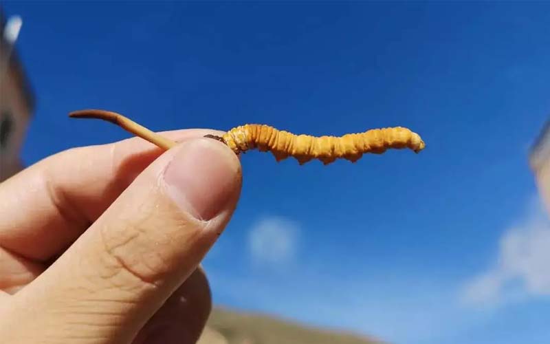 冬蟲夏草可不是人人能吃的，以下三類人不能吃冬蟲夏草