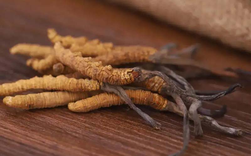 西藏的冬蟲夏草作用如何？