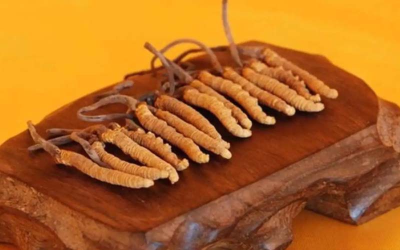 冬蟲夏草對(duì)尿毒癥的作用?