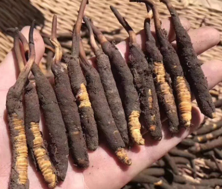 <a href=http://www.gzpim.com/xinxian/ target=_blank class=infotextkey>新<a href=http://www.gzpim.com/xinxian/ target=_blank class=infotextkey>鮮冬蟲夏草</a></a>