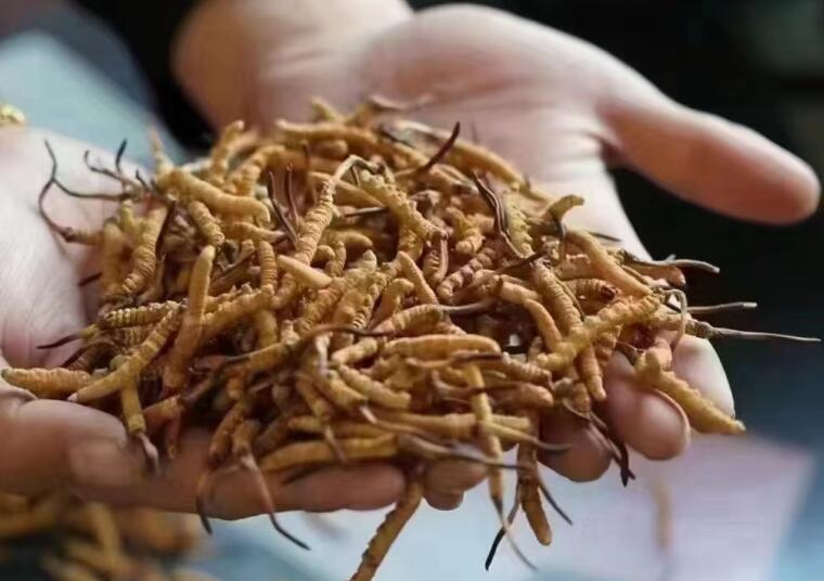 新鮮冬蟲夏草怎么洗最好？新鮮冬蟲夏草怎么清洗？