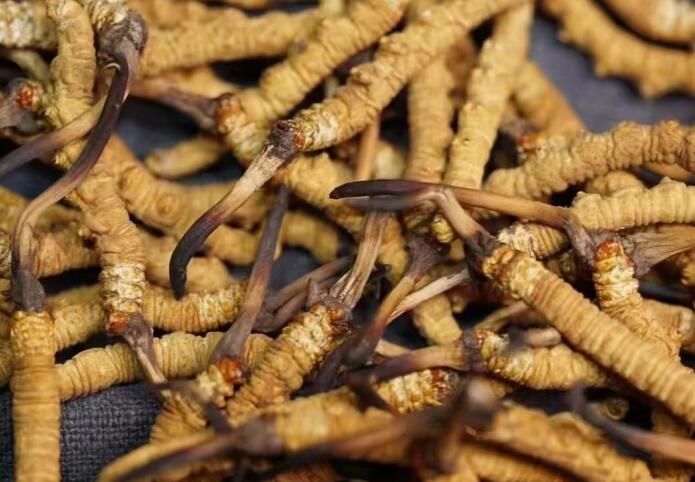 <a href=http://www.gzpim.com/sdph/dqt/ target=_blank class=infotextkey>東強(qiáng)堂</a>冬蟲夏草