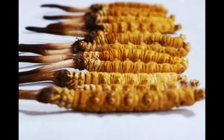 如何選購(gòu)貨真價(jià)實(shí)的冬蟲(chóng)夏草？