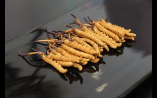 劣質(zhì)冬蟲夏草包括哪些？