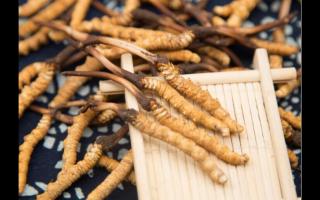 教您挑選最優(yōu)質(zhì)的冬蟲(chóng)夏草