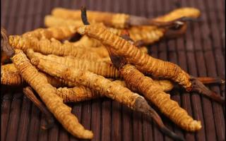 冬蟲(chóng)夏草的價(jià)格是根據(jù)什么定的？