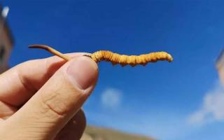 體驗(yàn)純凈的自然風(fēng)味，選擇冬蟲夏草