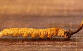 如何選購(gòu)新鮮、優(yōu)質(zhì)的冬蟲(chóng)夏草？