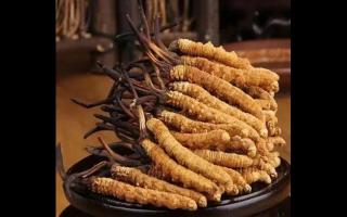 冬蟲夏草貯藏不當(dāng)會(huì)變質(zhì)嗎？