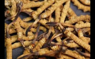 鮮草季你買到人工種植的冬蟲夏草了嗎？