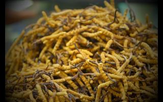 如何正確保存鮮干冬蟲夏草？學(xué)會有效保存你的財富！