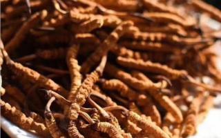 了解冬蟲夏草：起源、生長環(huán)境與特點(diǎn)！