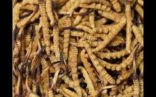 高品質(zhì)冬蟲夏草，全程人工采挖值得信賴！