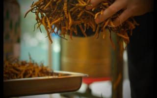 辨別冬蟲夏草產(chǎn)地操作方法的誤區(qū)！