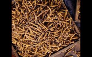 對冬蟲夏草認識的的常見誤區(qū)介紹！