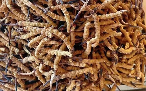 冬蟲夏草可以和番石榴一起吃嗎？