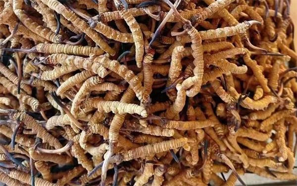 冬蟲夏草怎么看壞沒壞？影響冬蟲夏草品質(zhì)的6個因素