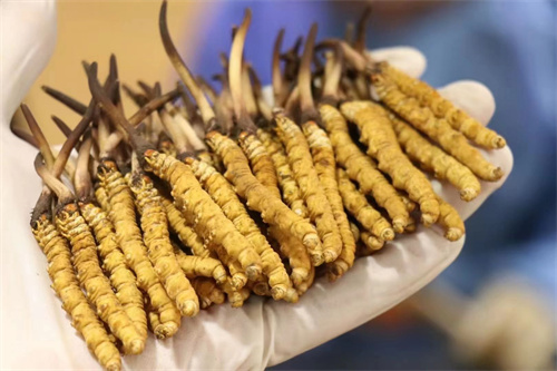 冬蟲(chóng)夏草可調(diào)節(jié)神經(jīng) 冬蟲(chóng)夏草對(duì)神經(jīng)有什么作用？