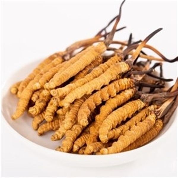 冬蟲夏草能和西洋參一起吃嗎？