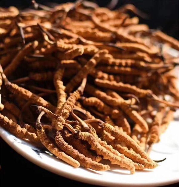 冬蟲夏草和什么一起吃效果好？冬蟲夏草的4種搭配食材