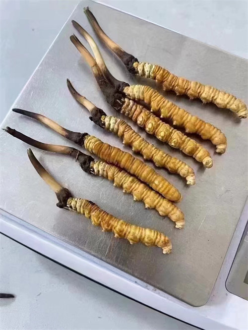 冬蟲(chóng)夏草煮還是泡好？?jī)煞N食用方法的對(duì)比分析