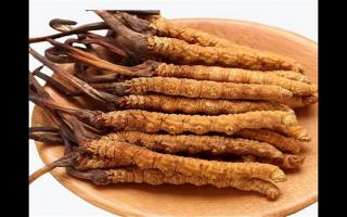 冬蟲夏草和蛹蟲草有哪些地方不一樣？冬蟲夏草和蛹蟲草6個方面的區(qū)別