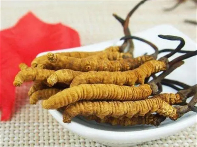 冬蟲夏草怎么食用？冬蟲夏草的4種食用方法
