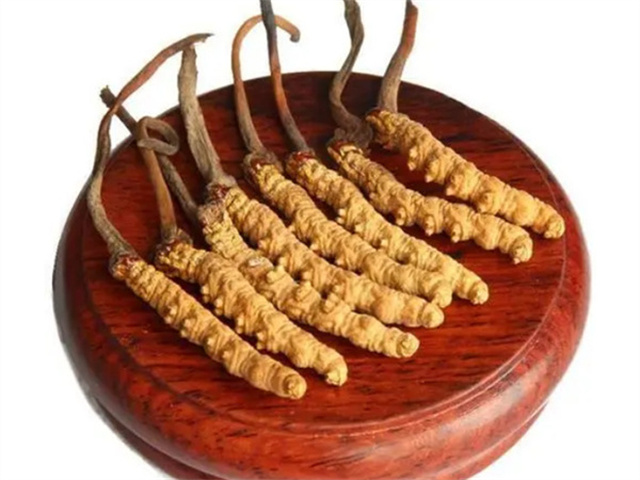 老人能吃冬蟲夏草嗎？老年人食用冬蟲夏草的4個(gè)好處