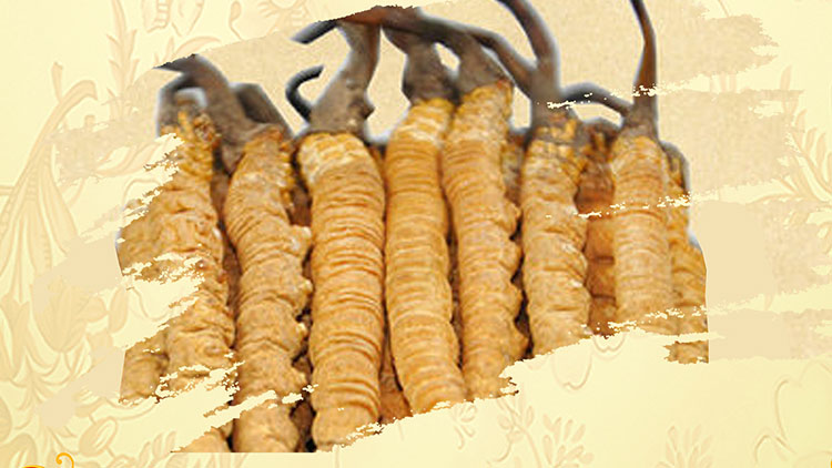 那曲蟲草買回家如何保存？這些小技巧要知道！