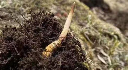  <a href=http://www.gzpim.com/xinxian/ target=_blank class=infotextkey>鮮冬蟲夏草</a>的多樣食用方法