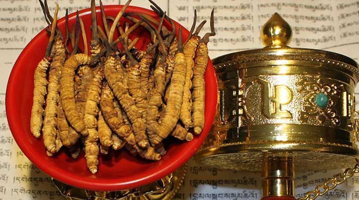 <a href=http://www.gzpim.com/ target=_blank class=infotextkey>那曲<a href=http://www.gzpim.com/ target=_blank class=infotextkey>冬蟲夏草</a></a>的有哪些藥用價值