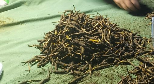 <a href=http://www.gzpim.com/xinxian/ target=_blank class=infotextkey>鮮冬蟲夏草</a>的正確食用方法指南