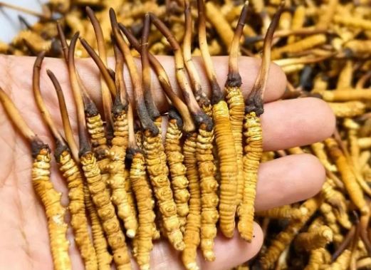 <a href=http://www.gzpim.com/sdph/zcw/ target=_blank class=infotextkey>珍草王冬蟲夏草</a>是真的嗎？