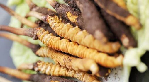 <a href=http://www.gzpim.com/xinxian/ target=_blank class=infotextkey>鮮冬蟲(chóng)夏草</a>功效與食用方法詳解