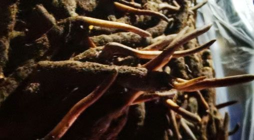 <a href=http://www.gzpim.com/xinxian/ target=_blank class=infotextkey>新<a href=http://www.gzpim.com/xinxian/ target=_blank class=infotextkey>鮮冬蟲夏草</a></a>的多種食用方法