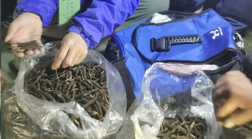 新鮮那曲蟲草多少錢一根？揭秘冬蟲夏草的價格密碼