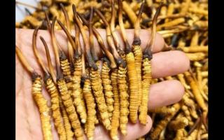 珍草王冬蟲夏草是真的嗎？揭秘珍稀藥材的真相